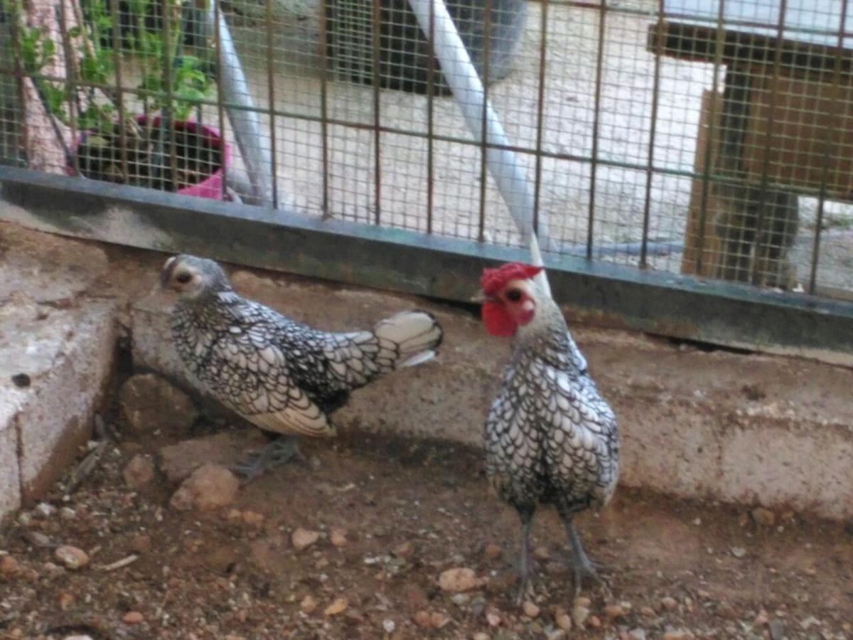 Alojamientos Rurales La Loma Pozo Alcon Ngoại thất bức ảnh